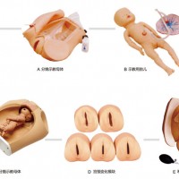 高级腹部触诊、分娩机转综合模型