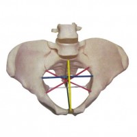 骨盆测量示教模型